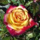 Trandafir floribund Mein Munchen C5